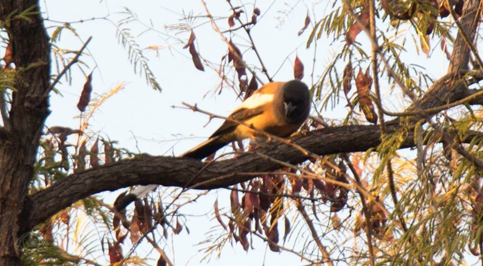 IIM Udaipur gets a taste of Ornithology
