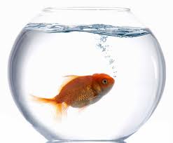 Pickle of eating alone and why managers should avoid doing it!