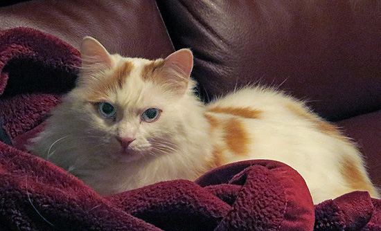 The 115 Day Plan - CAT By Vistamind