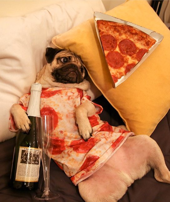 Puppies, Pizzas And Porter’s 5 Forces