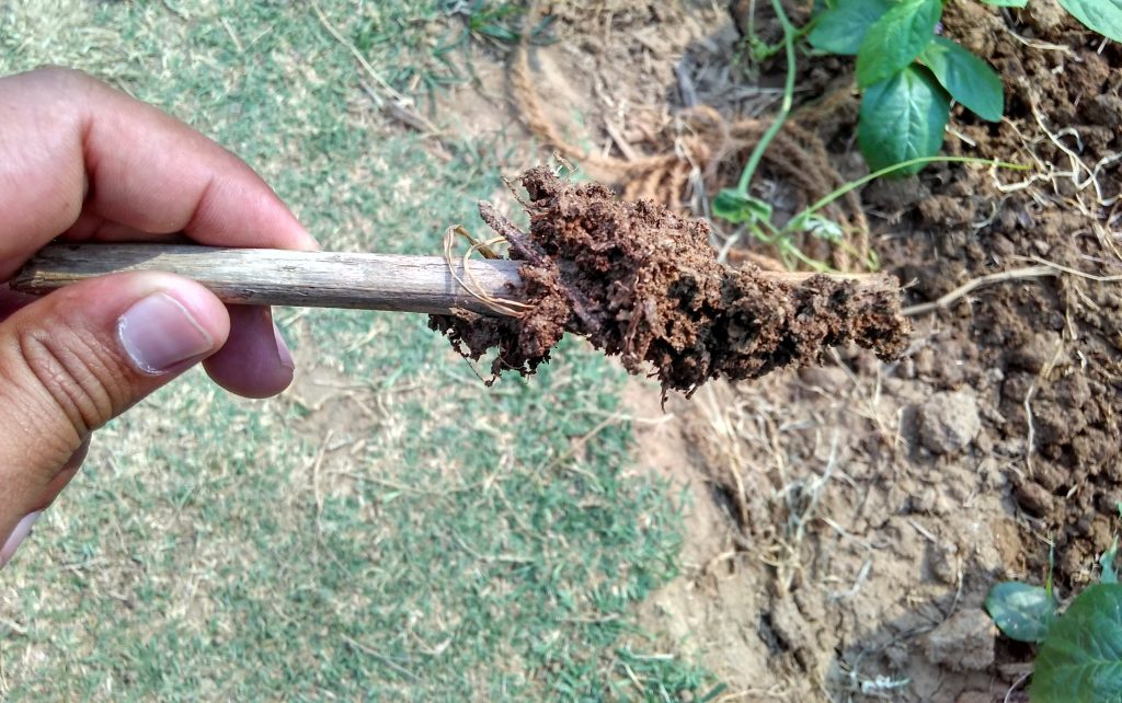 Darshan Doreswany's Internship - A Project In The Development Sector With Pradan