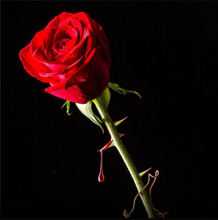 The Elusive MBA Degree - The Rose Among The Thorns