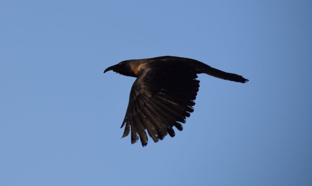 Dream Big, Live Bigger !!!