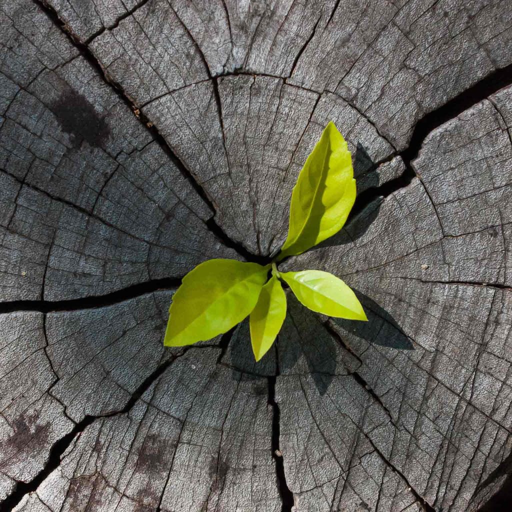FOSTERING GROWTH_ABG-TAPMI