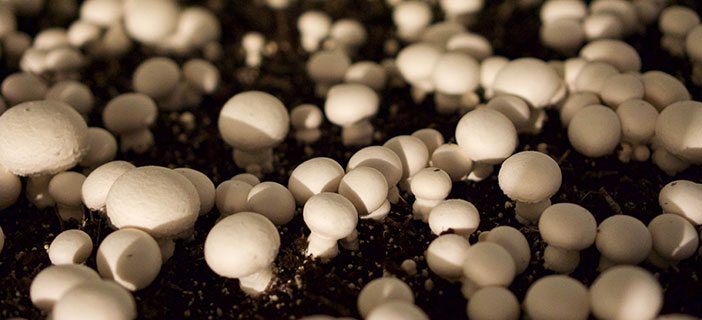 Approaches In My Entrepreneurial Journey And Lessons Learnt | #MBAIITKanpur