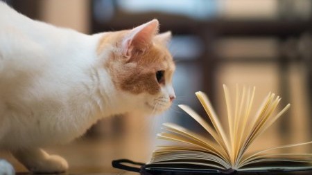 How I Worked On Improving VARC | Tips By Ankit Gupta, IIM L